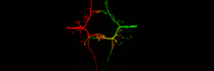 Neuronal Wiring