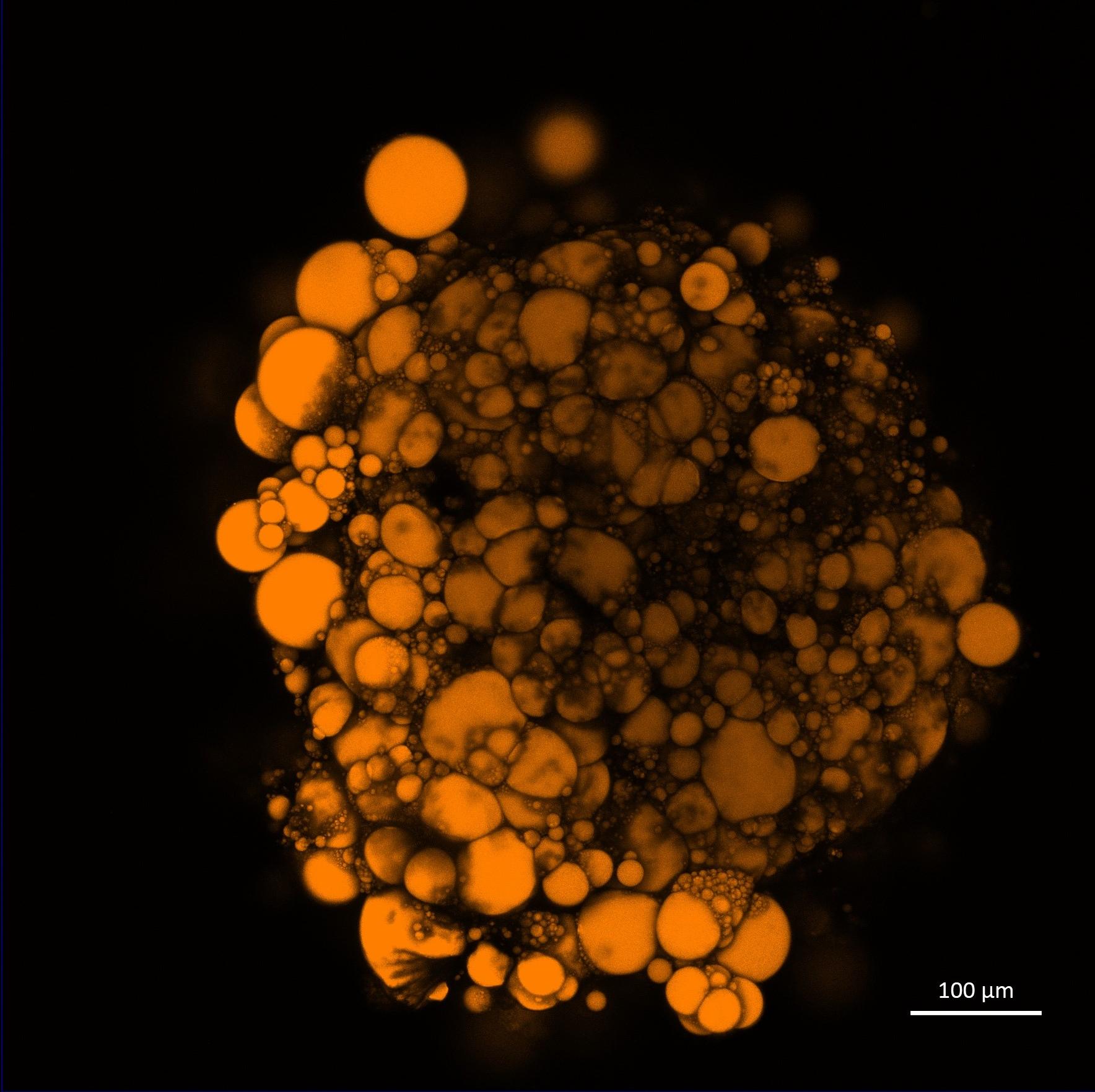 3D cell culture