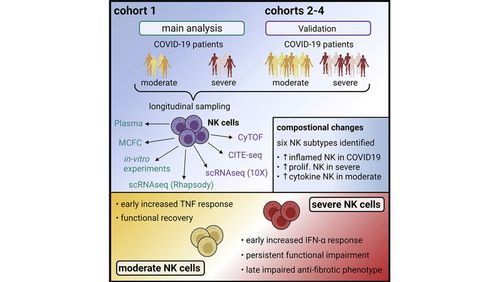 NK-Zelle - Aufbau, Funktion & Krankheiten