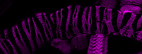 Innate immunity